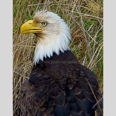 Bald Eagle Portrait